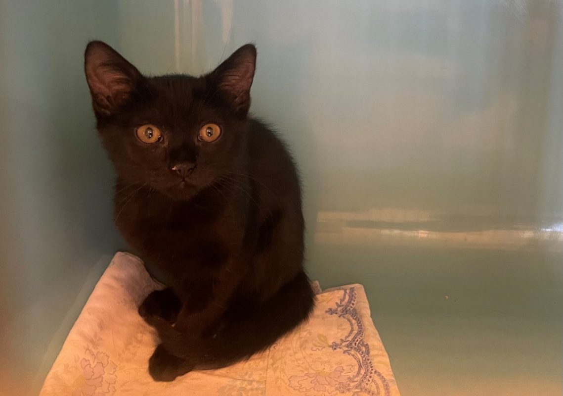 Aska - Chat Européen à adopter