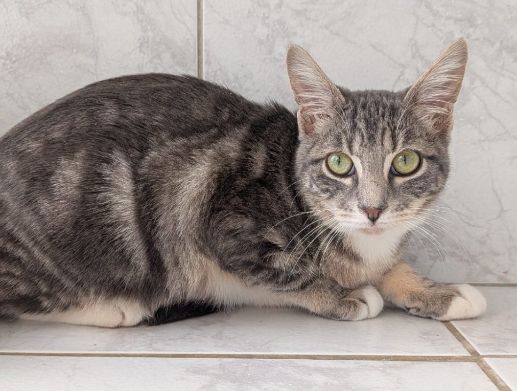 Jolias - Chat Européen à adopter