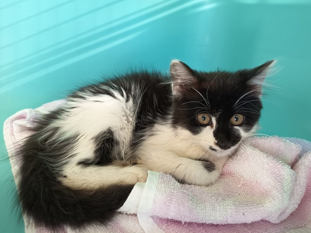 Lumii - Chat Européen à adopter