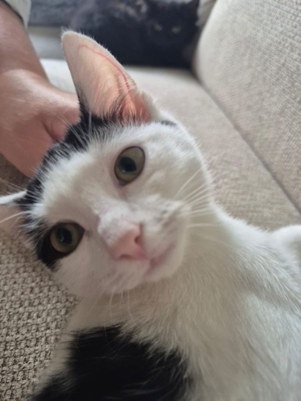 Frodon - Chat Européen à adopter - photo 3