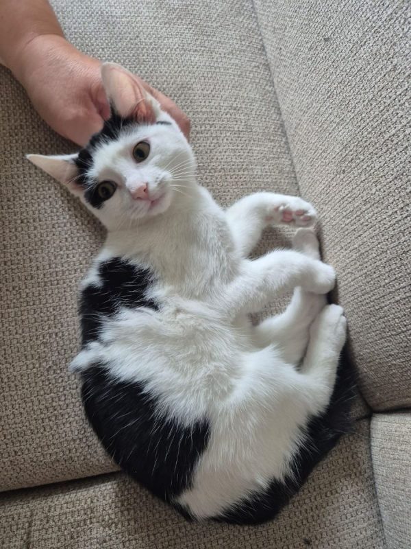 Frodon - Chat Européen à adopter