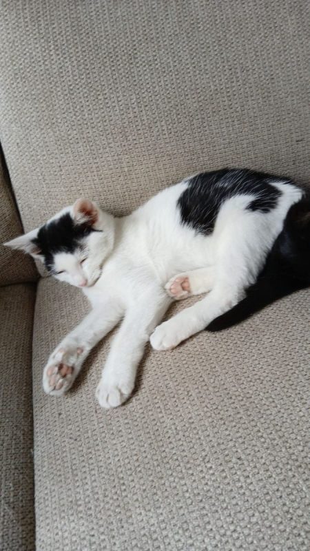 Frodon - Chat Européen à adopter - photo 2