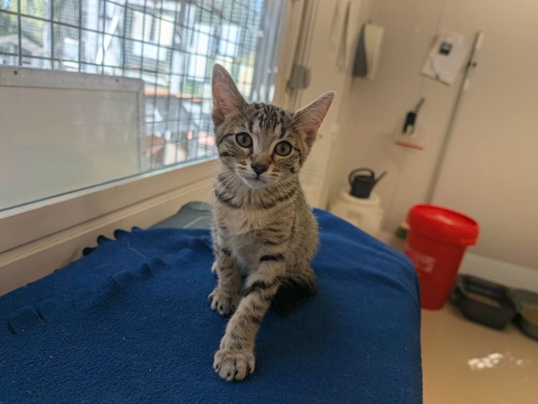 Lulu - Chat Européen à adopter