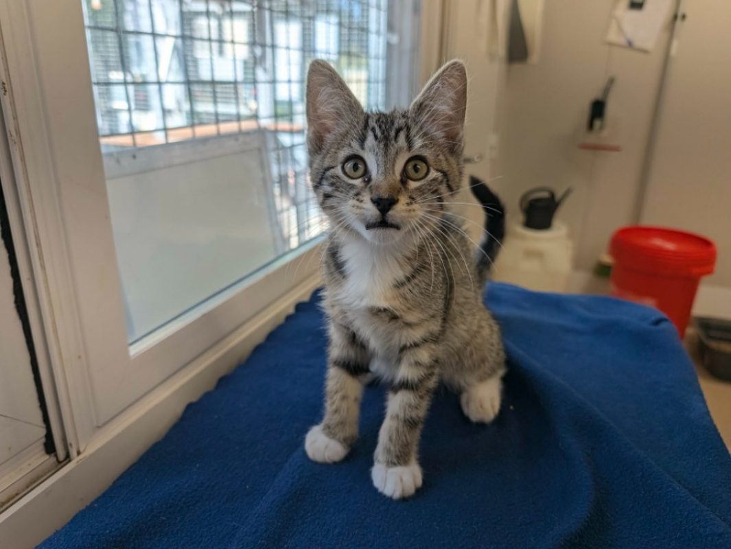 Hop - Chat Européen à adopter