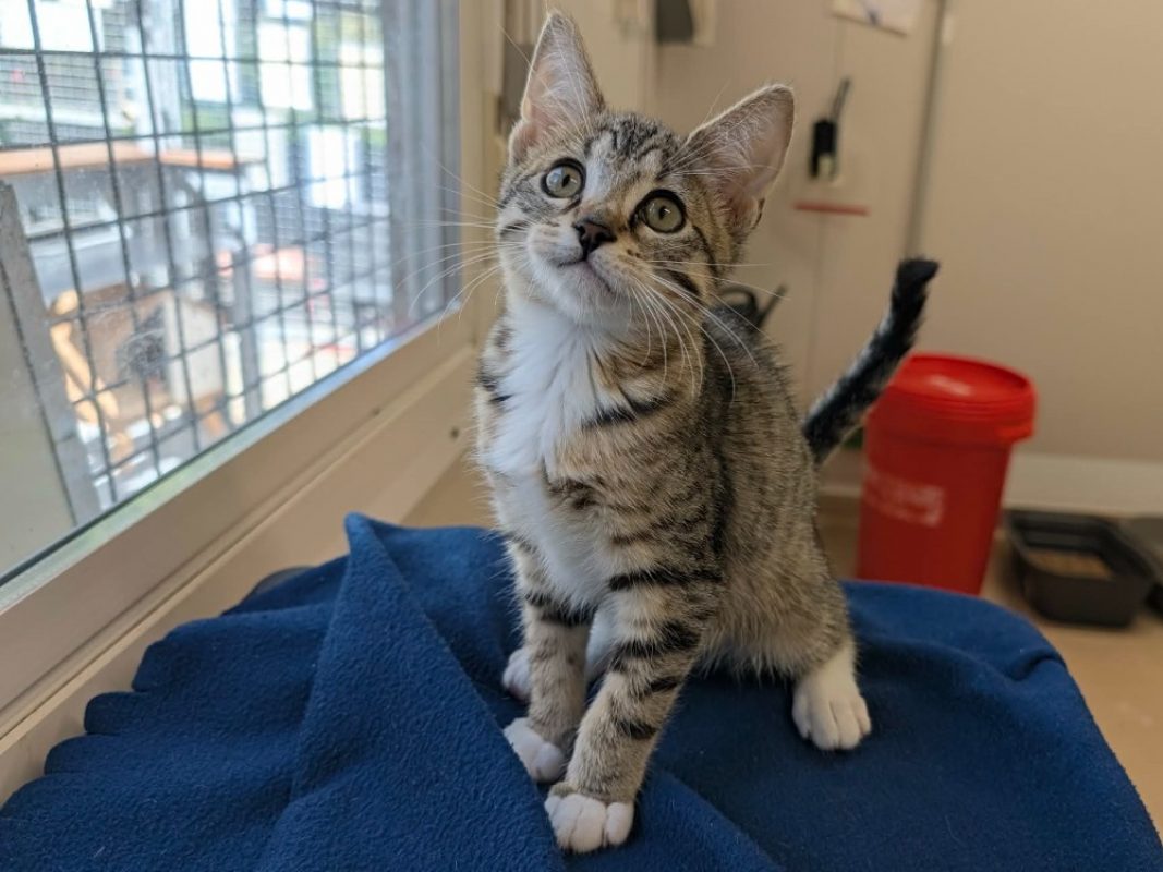 Modus - Chat Européen à adopter