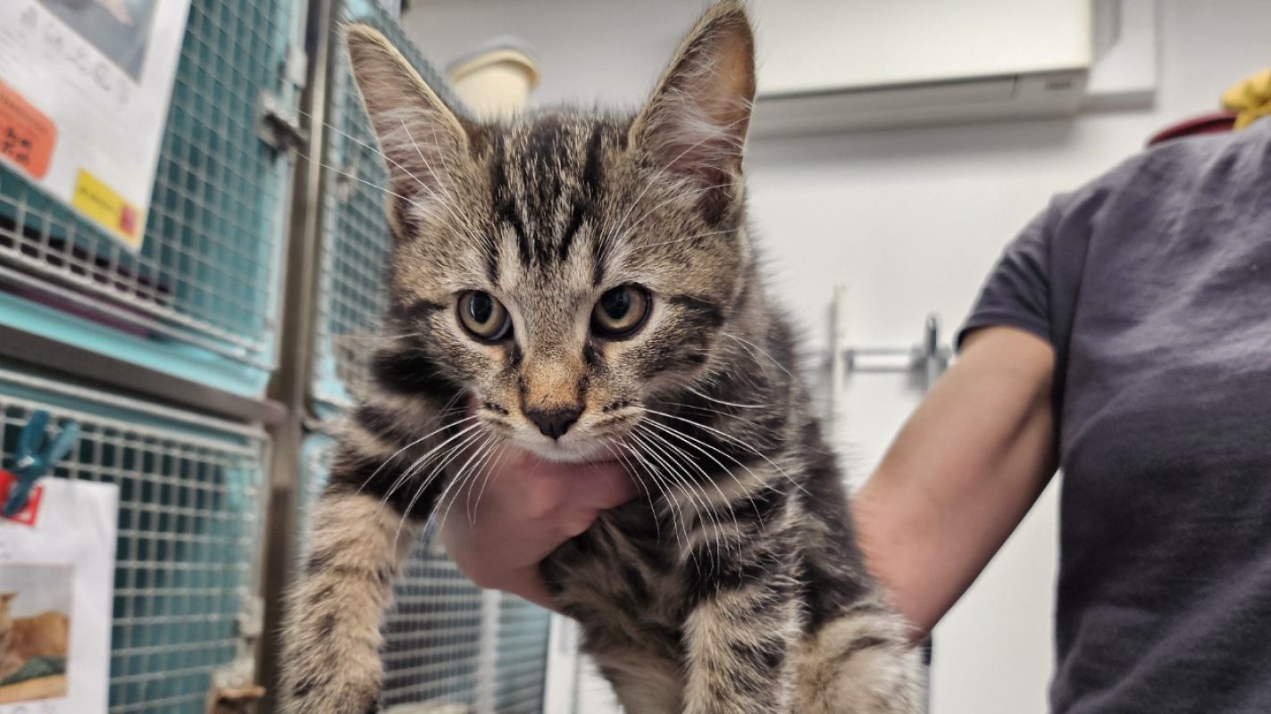 TirÉ - Chat Européen à adopter