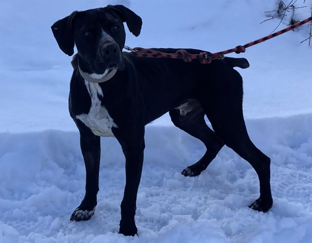 Photo #3 de Bandit cn