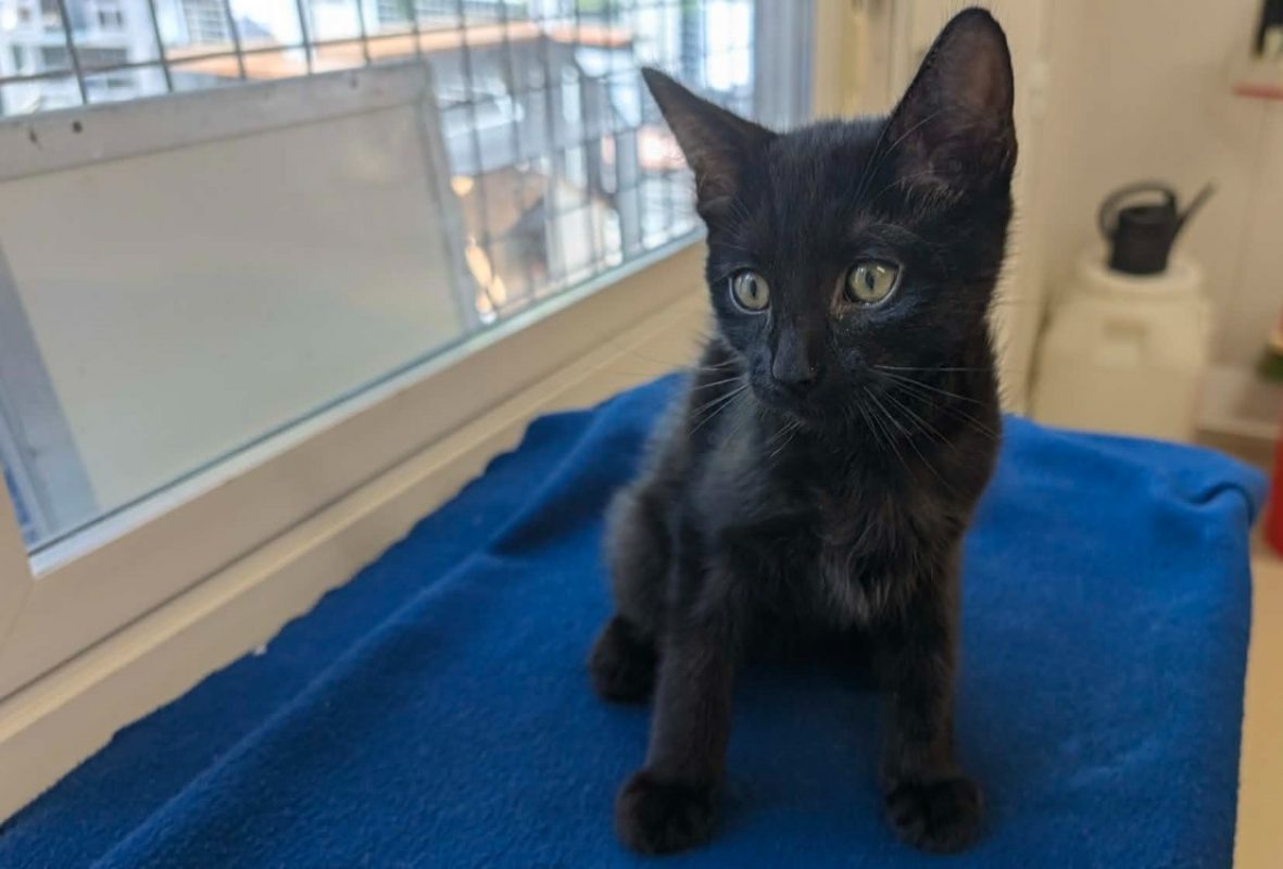 Taz - Chat Européen à adopter