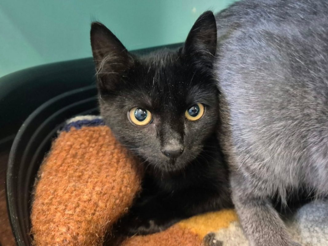 Soufre - Chat Européen à adopter