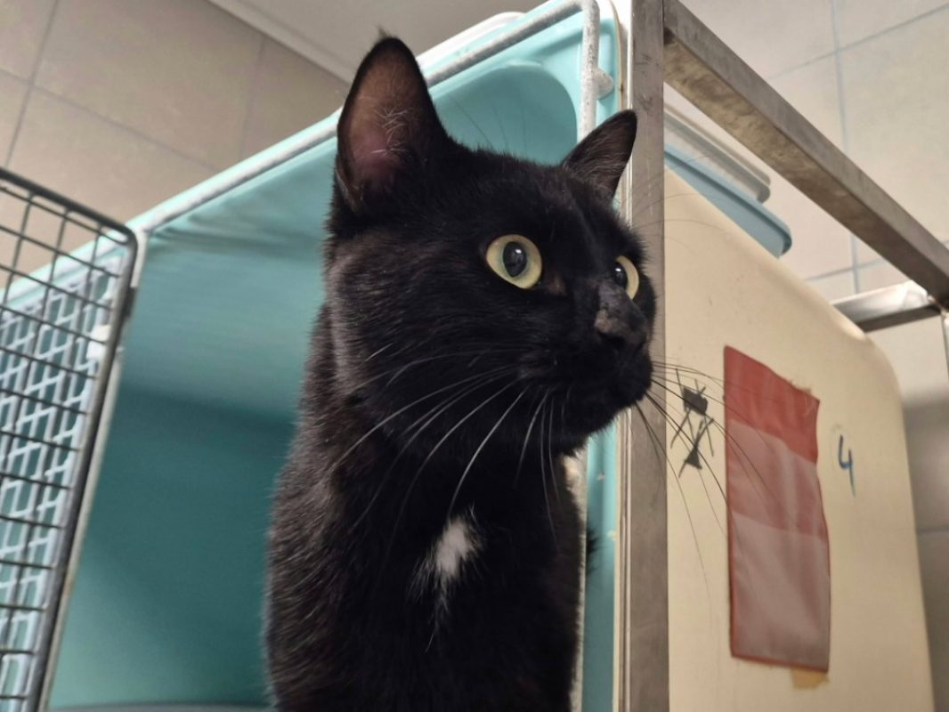 Neon - Chat Européen à adopter