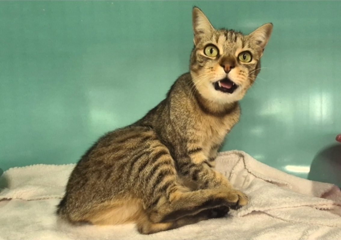 Roxy dit bella - Chat Européen à adopter