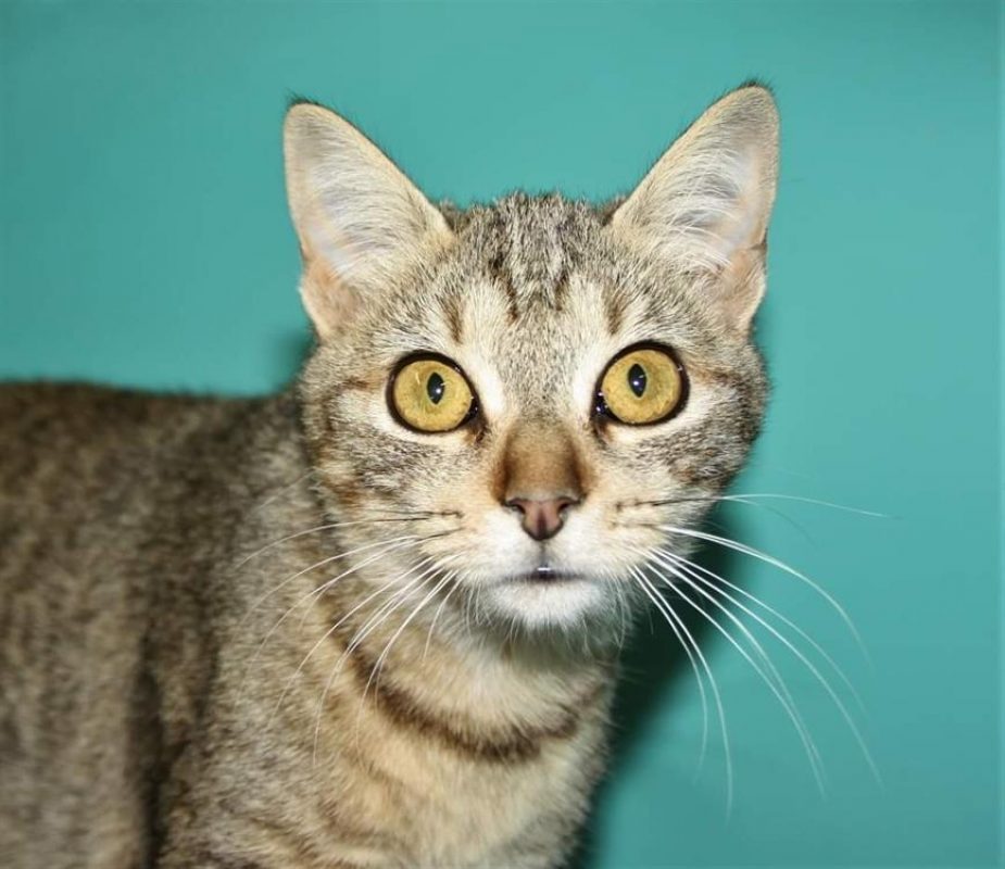 Roxy dit bella - Chat Européen à adopter - photo 2