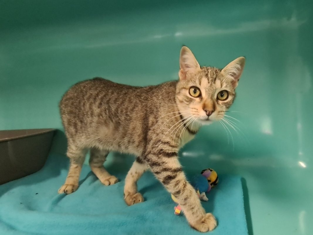 Roxy dit bella - Chat Européen à adopter - photo 3