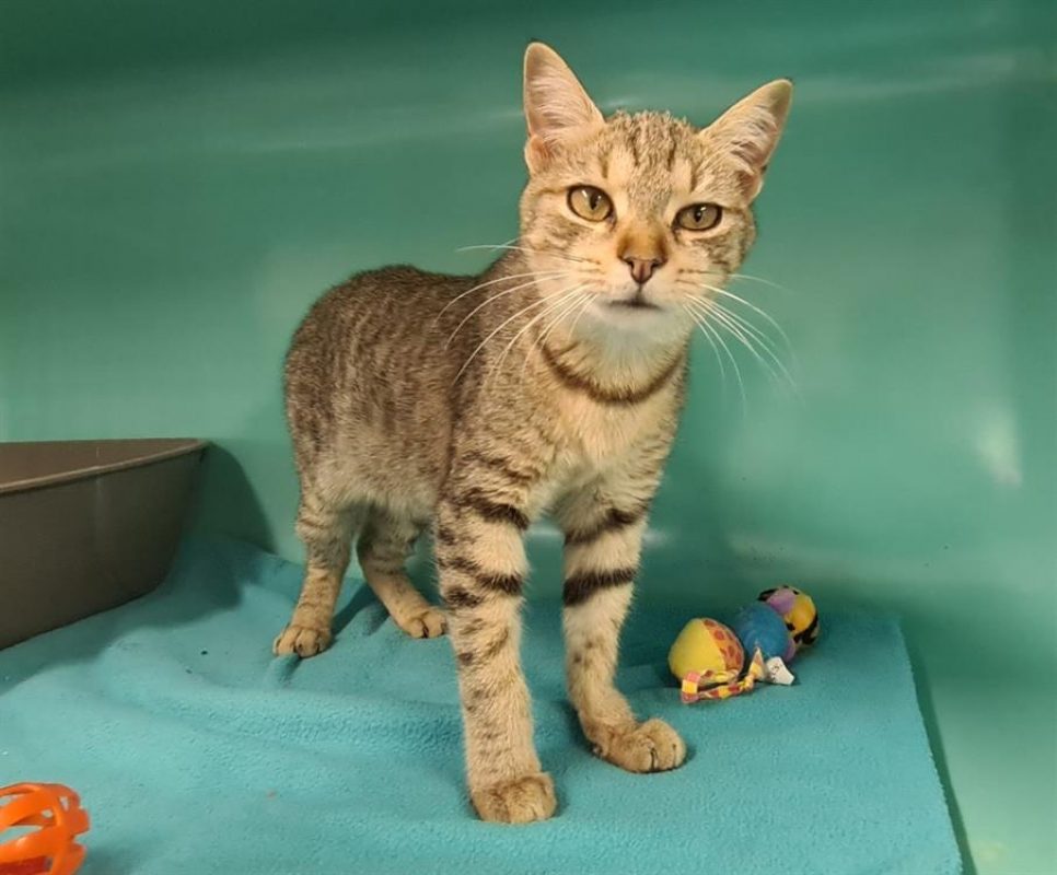 Roxy dit bella - Chat Européen à adopter - photo 4