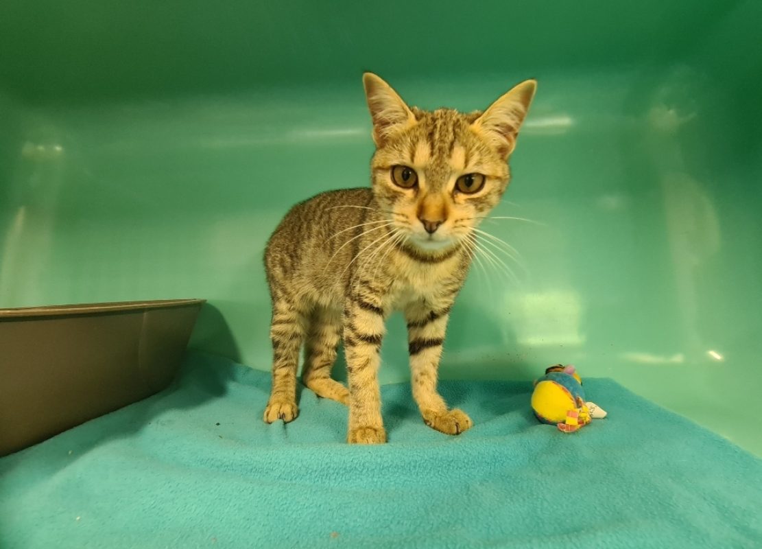 Roxy dit bella - Chat Européen à adopter - photo 5