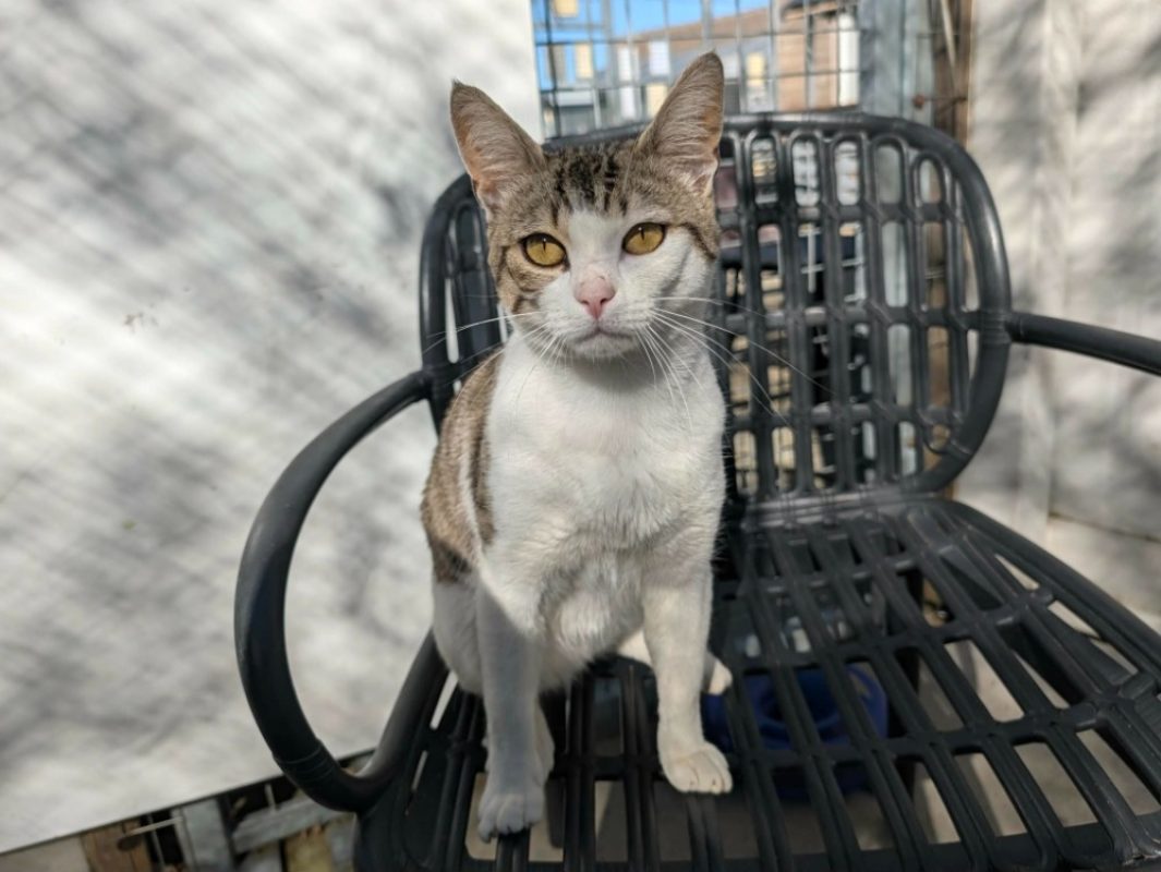 Link - Chat Européen à adopter