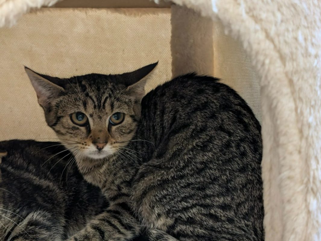 Moustache - Chat Européen à adopter