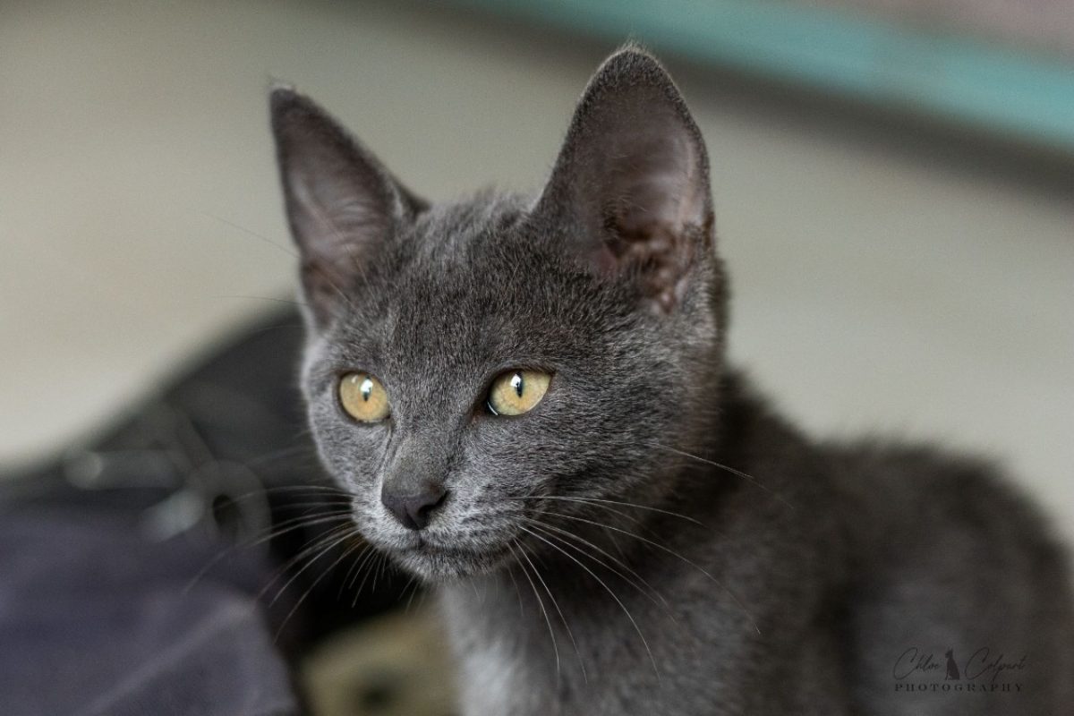 Bidou - Chat Européen à adopter
