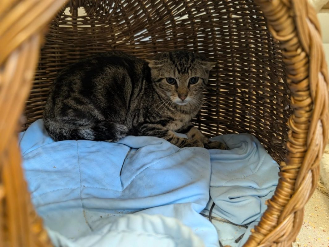 Caramel - Chat Européen à adopter