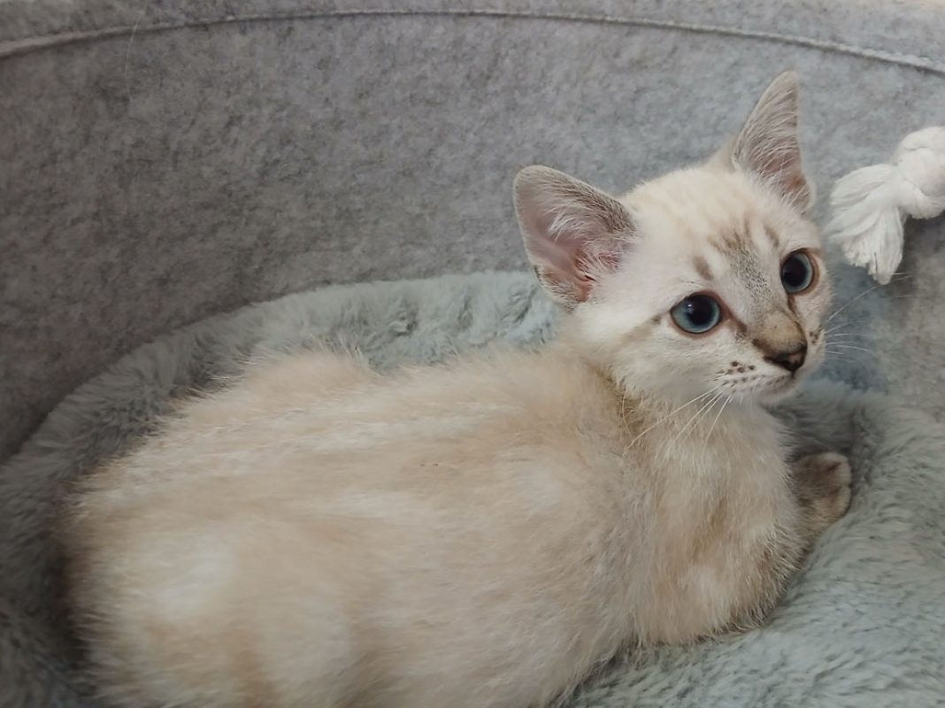 Seoul - Chat Européen à adopter