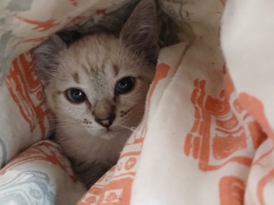 Seoul - Chat Européen à adopter - photo 2