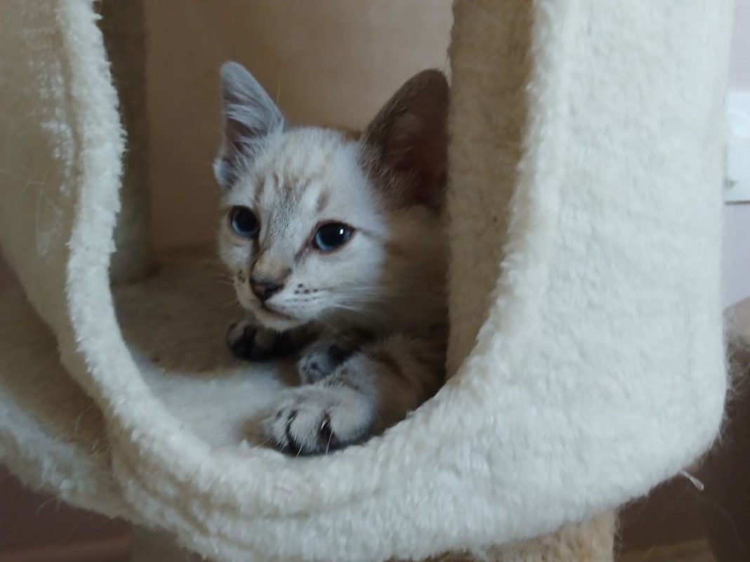 Seoul - Chat Européen à adopter - photo 3