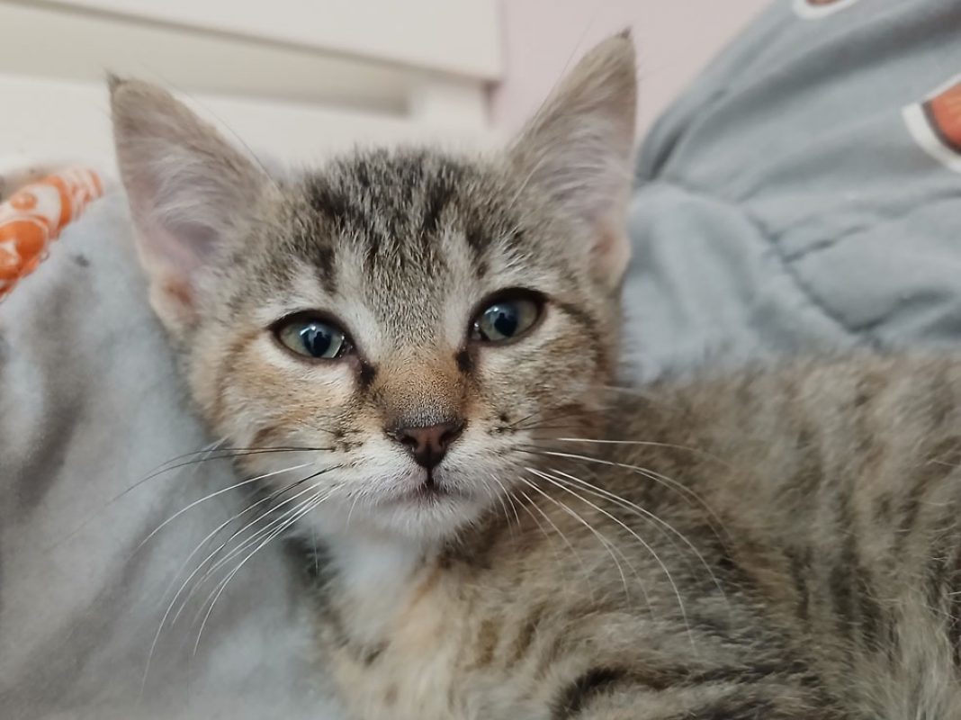 Sakura - Chat Européen à adopter