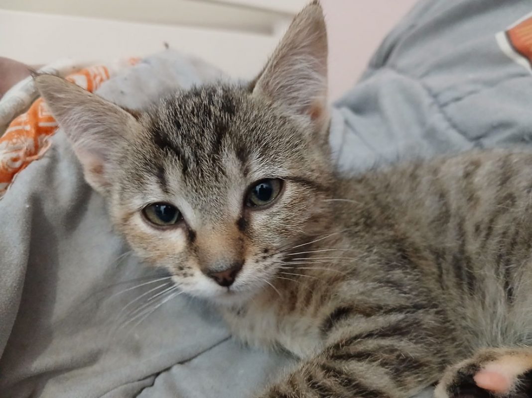 Sakura - Chat Européen à adopter - photo 2