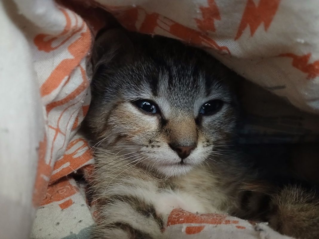 Sakura - Chat Européen à adopter - photo 3
