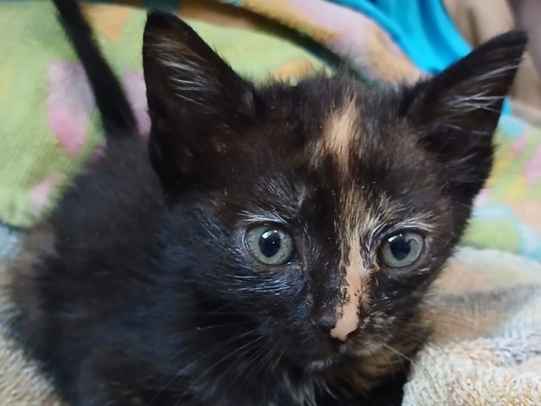 Sydney - Chat Européen à adopter