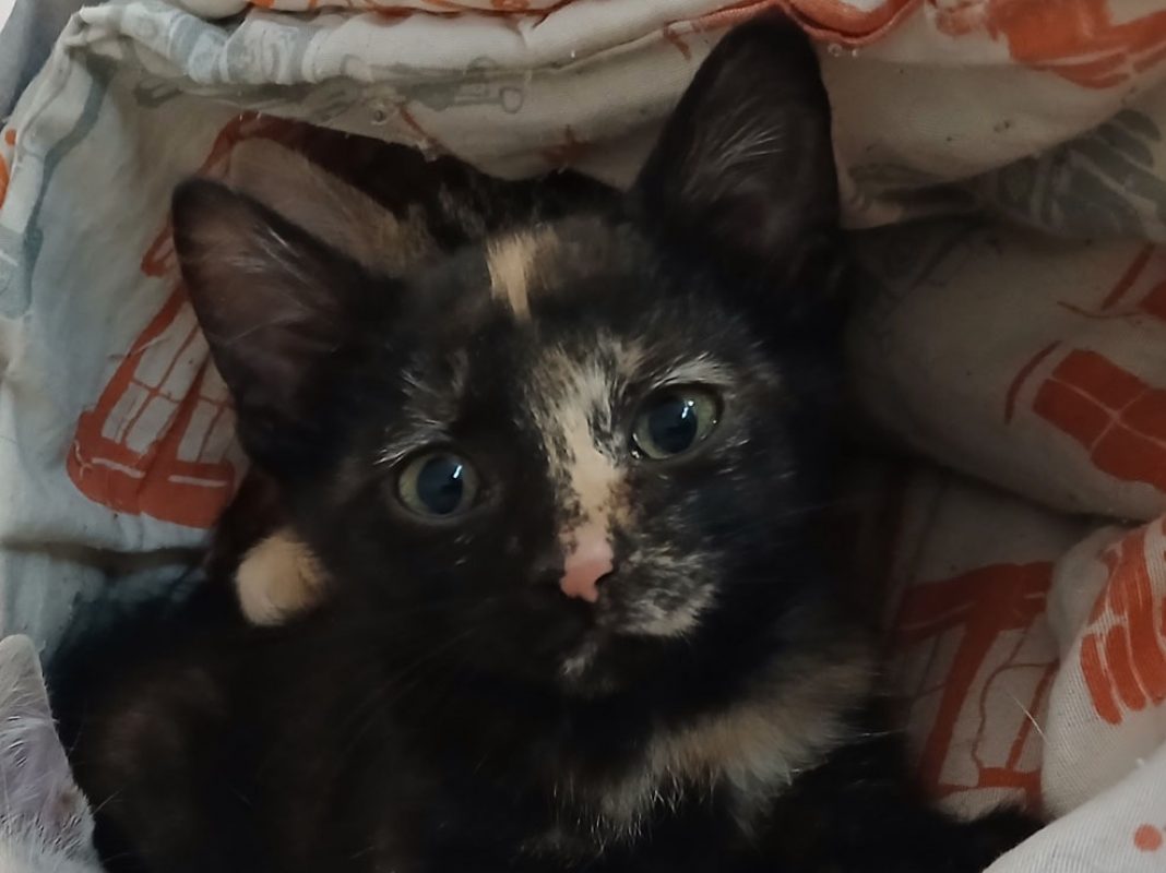 Sydney - Chat Européen à adopter - photo 2