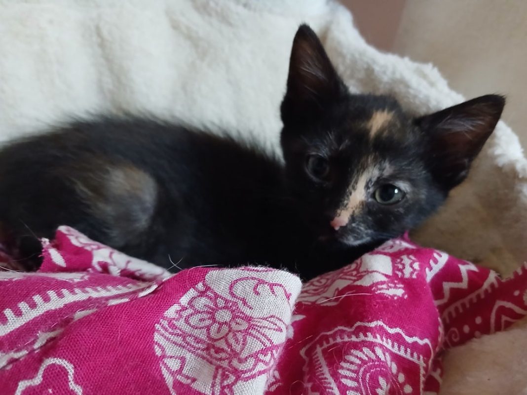 Sydney - Chat Européen à adopter - photo 3