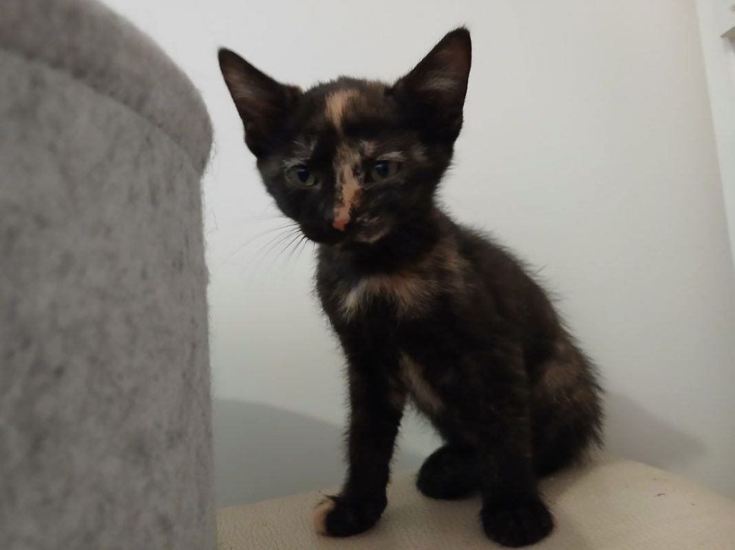 Sydney - Chat Européen à adopter - photo 4