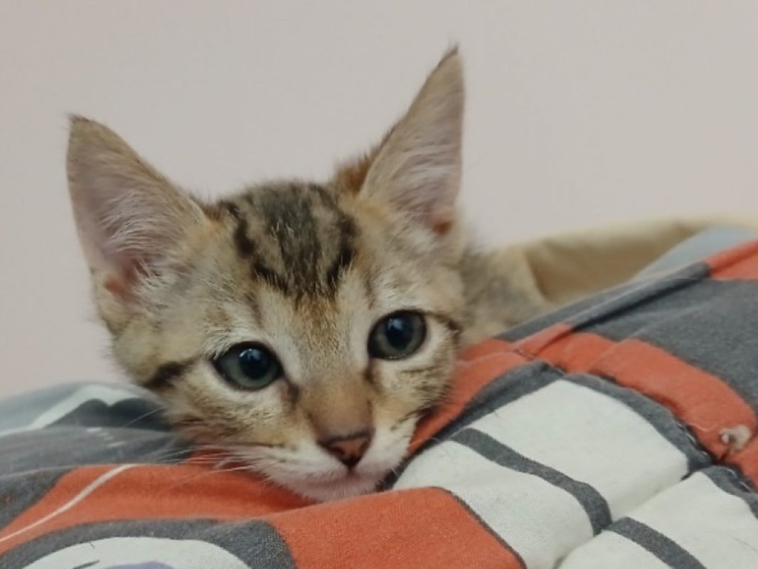 Suzu - Chat Européen à adopter