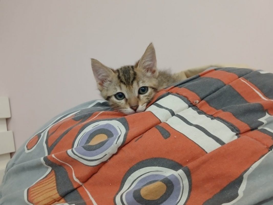 Suzu - Chat Européen à adopter - photo 2