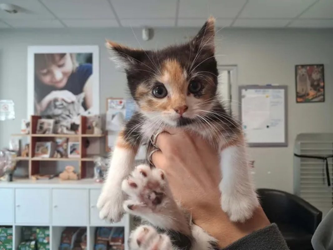 Montana - Chat Européen à adopter