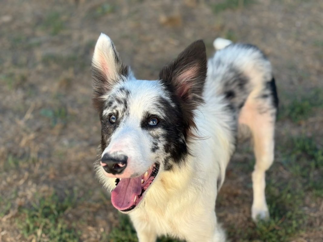 Pepito - Chien Border Collie à adopter