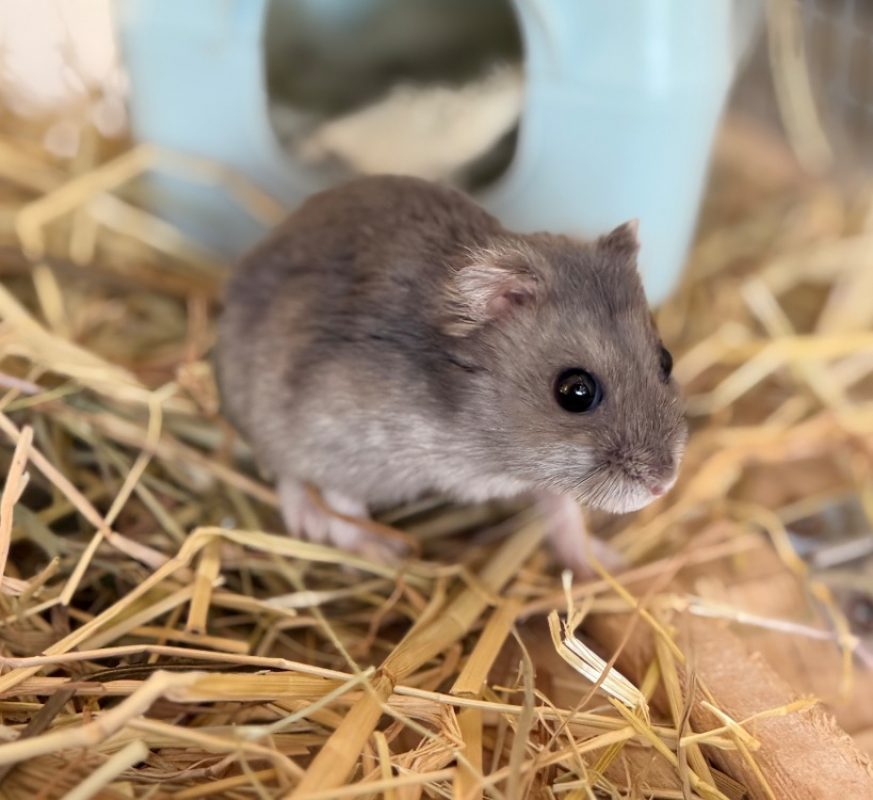 Gusgus - Rongeur Hamster à adopter