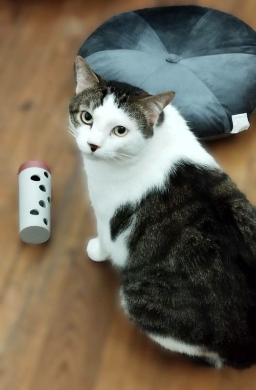 Dofi - Chat Européen à adopter - photo 2