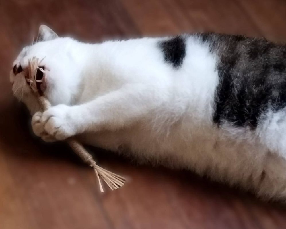Dofi - Chat Européen à adopter - photo 6