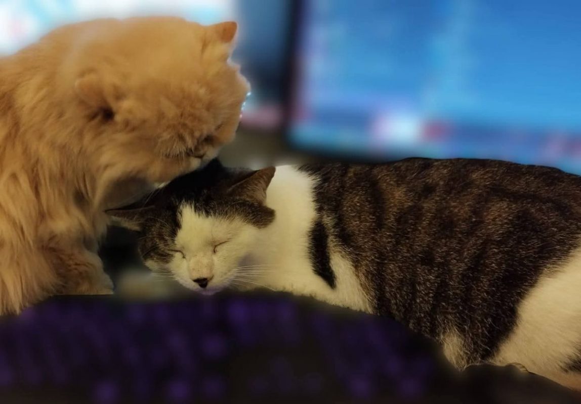 Dofi - Chat Européen à adopter - photo 3