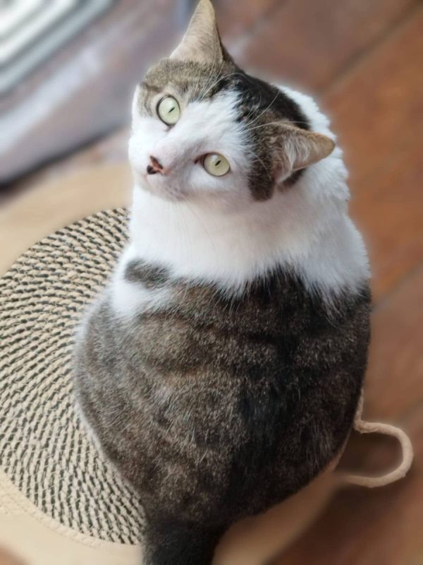 Dofi - Chat Européen à adopter
