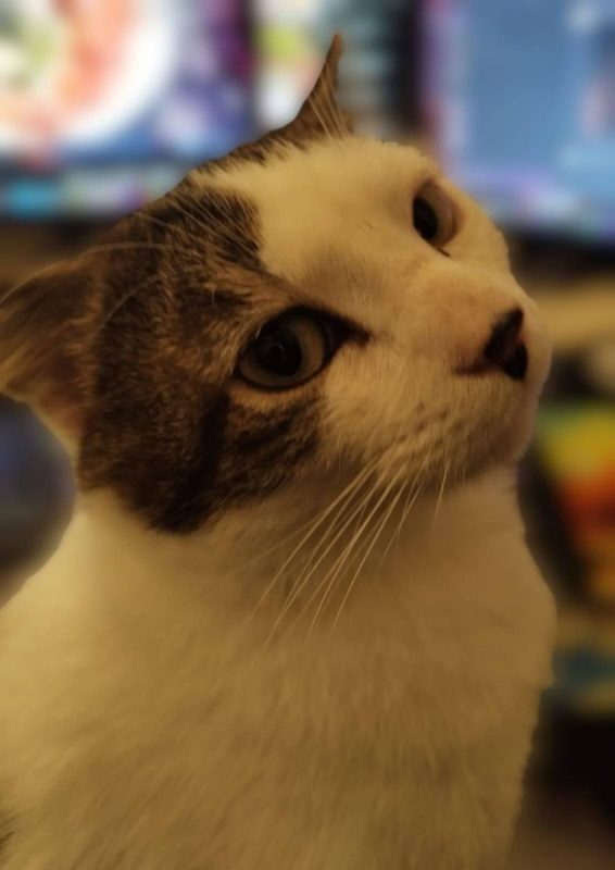 Dofi - Chat Européen à adopter - photo 9