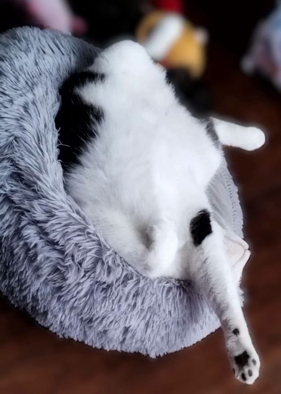 Dofi - Chat Européen à adopter - photo 8