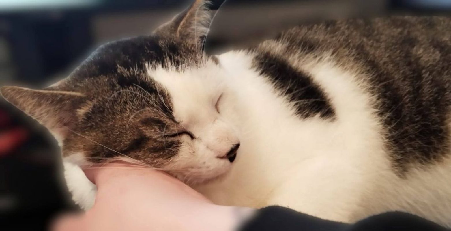 Dofi - Chat Européen à adopter - photo 5