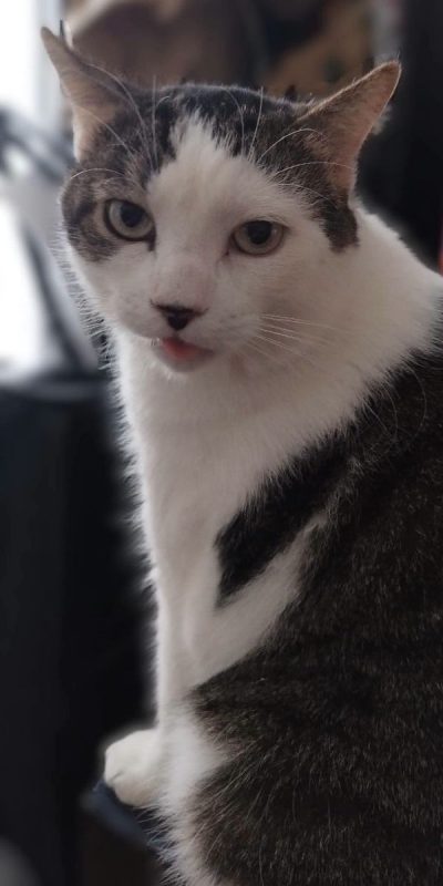 Dofi - Chat Européen à adopter - photo 7