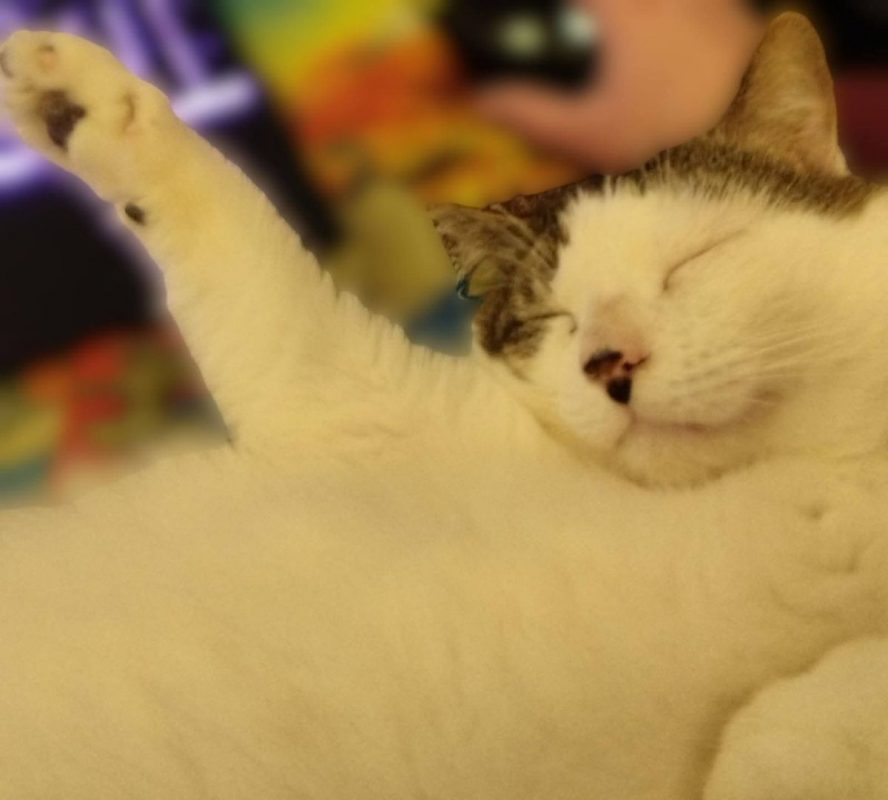 Dofi - Chat Européen à adopter - photo 4