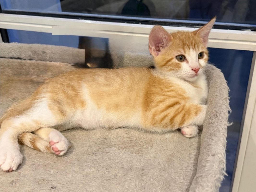 Potiron - Chat Européen à adopter