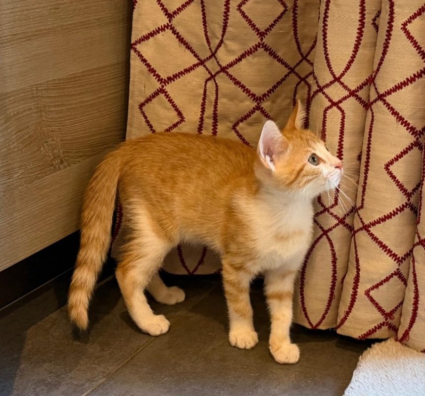 Potiron - Chat Européen à adopter - photo 2