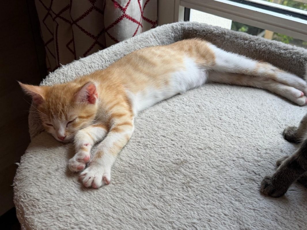 Potiron - Chat Européen à adopter - photo 3
